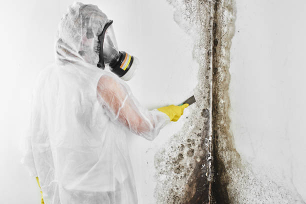 Best Mold Cleaning Services  in Lewisburg, OH