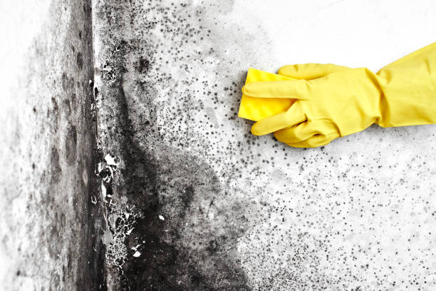 Mold Removal and Inspection in Lewisburg, OH