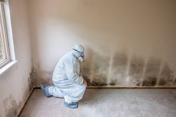 Best Mold Removal Company Near Me  in Lewisburg, OH