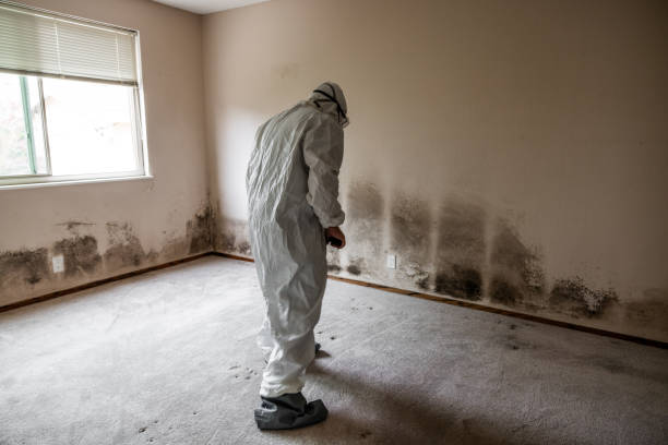 Certified Mold Removal in Lewisburg, OH