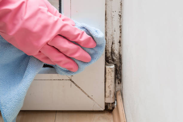 Best Black Mold Removal  in Lewisburg, OH