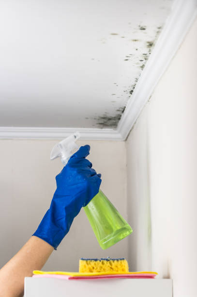 Best Home Mold Removal  in Lewisburg, OH